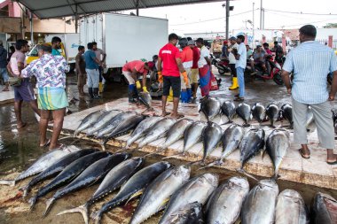 Negombo, Sri Lanka 'daki balık pazarı