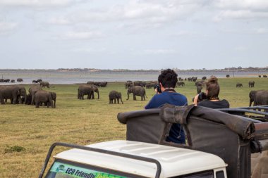 Kaudulla Milli Parkı, Sri Lanka'da izlerken fil