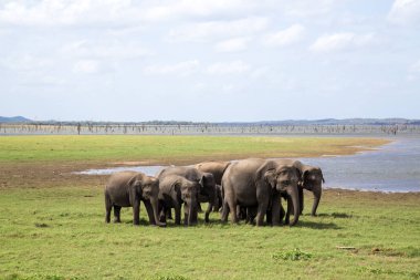 Sürüsü Kaudulla Milli Parkı, Sri Lanka