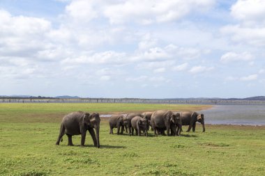 Sürüsü Kaudulla Milli Parkı, Sri Lanka