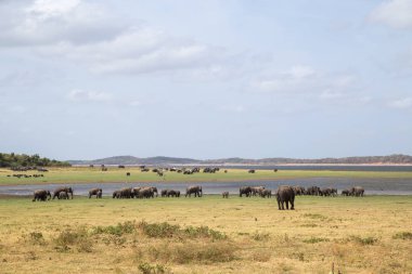 Sürüsü Kaudulla Milli Parkı, Sri Lanka