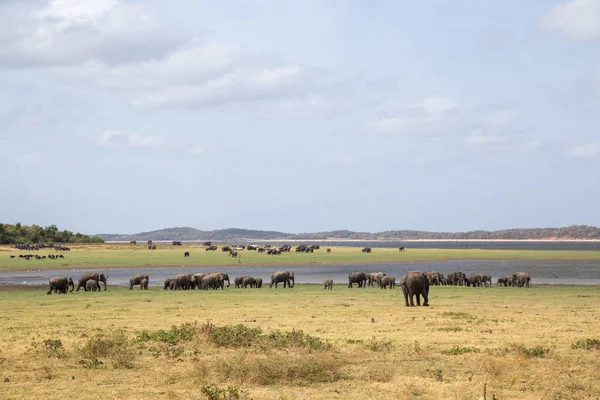 Herd of elephants in Kaudulla National Park, Sri Lanka — Stock Photo, Image