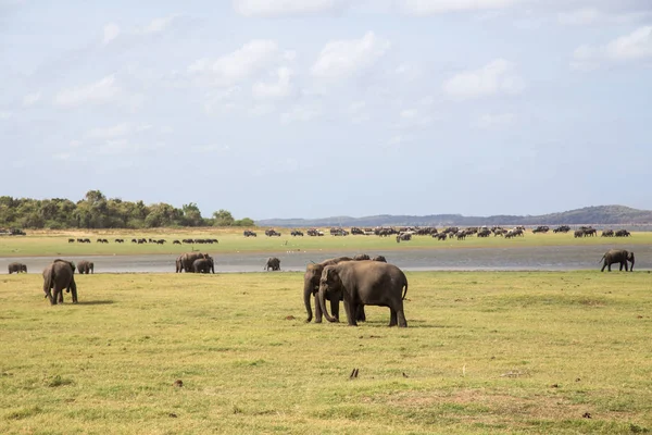 Sürüsü Kaudulla Milli Parkı, Sri Lanka