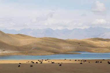 Tulpar Gölü Güney Kırgızistan'daki yaks otlatma