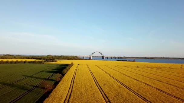 Most Fehmarn i widok z lotu ptaka z pola rzepaku — Wideo stockowe