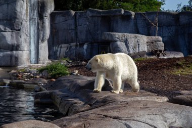 Kutup ayısı Kopenhag Hayvanat Bahçesi