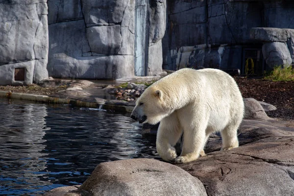 Kutup ayısı Kopenhag Hayvanat Bahçesi