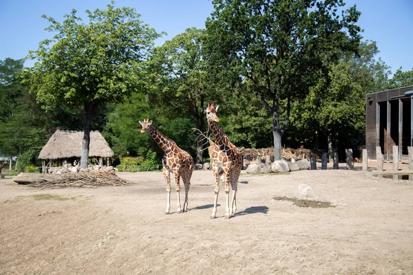 Kopenhag Hayvanat Bahçesi'nde Zürafalar
