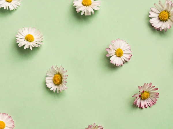 Yeşil arkaplanda papatya deseni