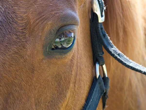 Occhio Cavallo Marrone — Foto Stock
