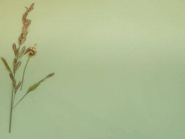 Yeşil arka plan kopya alanı ile vahşi yapraklarda