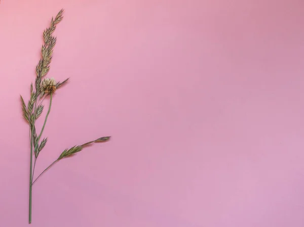 コピー スペースとピンクの背景に野生の葉 — ストック写真