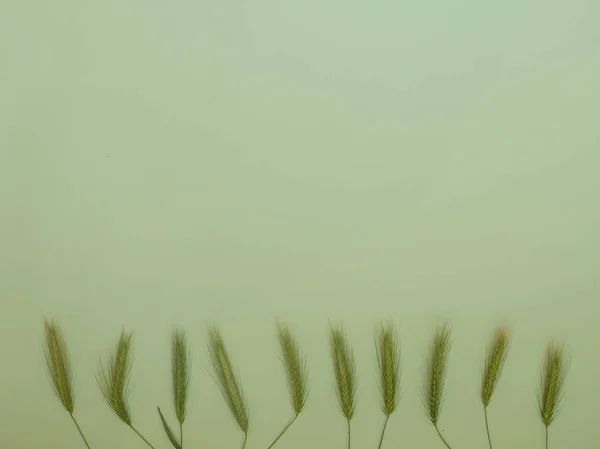 コピー スペースと緑の背景に野生のスパイク — ストック写真