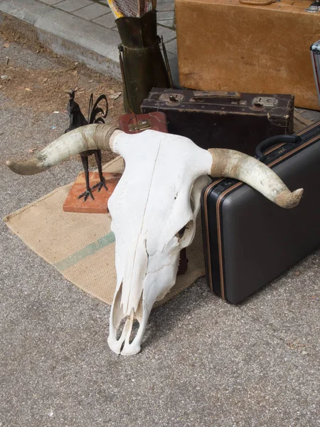 路上販売する古いものと雄牛の頭蓋骨 — ストック写真