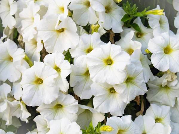 Ön plan beyaz çiçekler doku