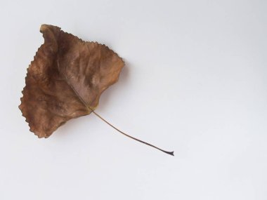 İzole yaprak kuru - kavram düşmek