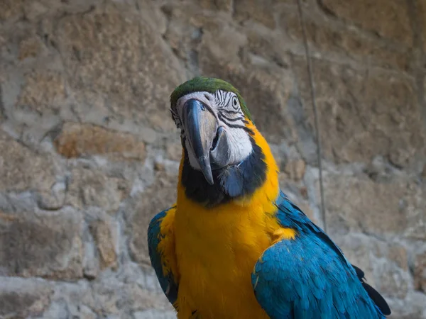 Papağan Amerika Papağanı Onun Kafes Içinde — Stok fotoğraf