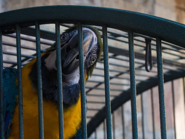 Arara Papagaio Sua Gaiola — Fotografia de Stock
