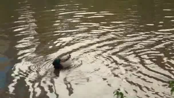 Deux canards sur le chemin 