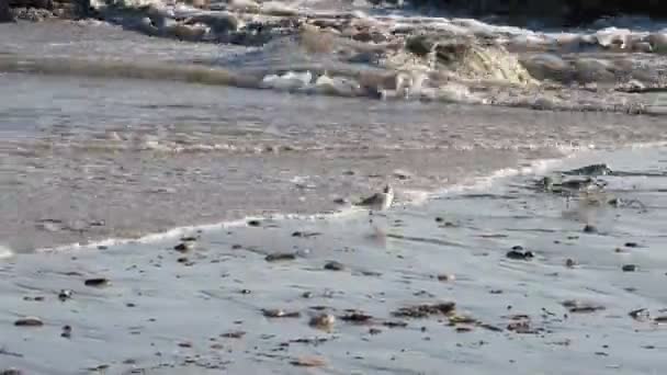 Sanderlings Running Away Quickly Waves — Stock Video