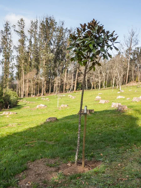 Magnolia grandiflora retoño en un bosque en proceso de reforestación — Foto de Stock