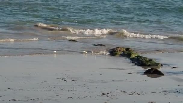Dalgalar Arasında Çalışan Sanderlings — Stok video