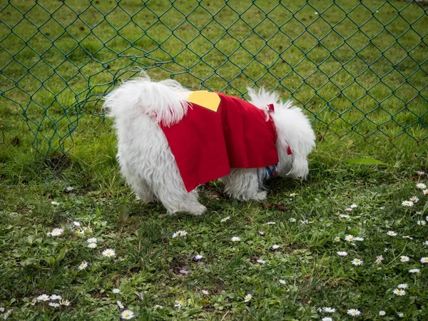 Hond met rode cape van superheld ruiken op het gras — Stockfoto