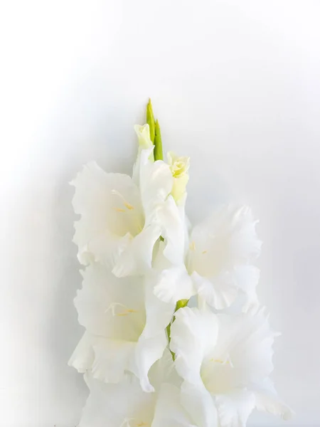 Primer plano de flor blanca sobre fondo blanco — Foto de Stock