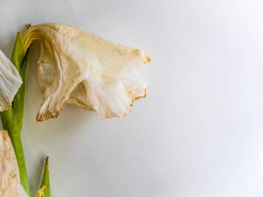 Beyaz arka planda beyaz solmuş çiçek