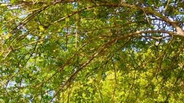 Nehir suyunun yansıması için parlayan ağaç