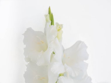 Beyaz çiçek arka planda beyaz çiçekler