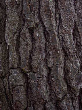 Ağaç kabuğu dokusu