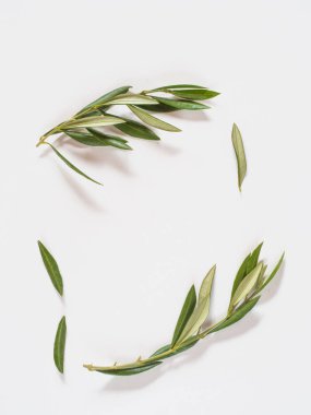 Kopyalama alanı ile beyaz arka plan üzerinde zeytin ağacı iki dal