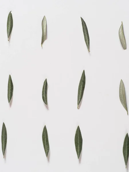 白い背景にオリーブの葉のパターン — ストック写真