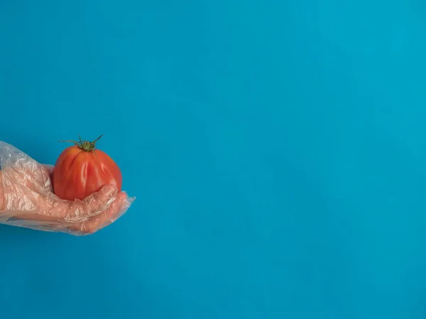 Mano Con Tomate Con Guante Plástico Sobre Fondo Azul Con —  Fotos de Stock