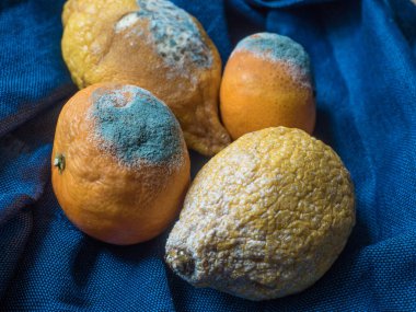 Mavi arka planda çürük limon ve mandalina.