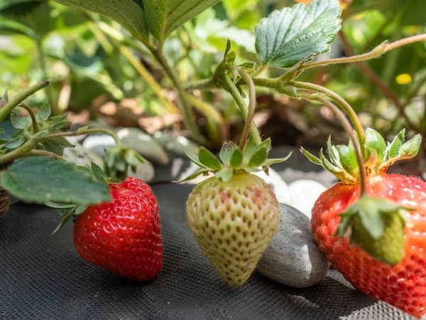 Fraise Fraîche Dans Jardin — Photo