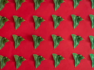 Laurel kırmızı arkaplanda desen bırakıyor
