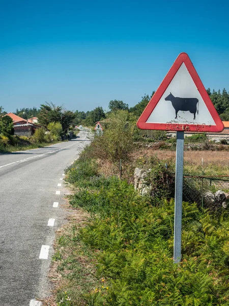 Spanya Sokakta Tehlikeli Inekler Var — Stok fotoğraf