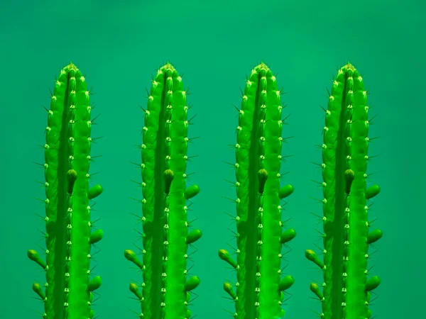 Quatre Cactus Sur Fond Vert — Photo