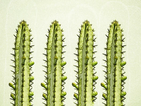 Vier Gele Cactus Gele Achtergrond — Stockfoto