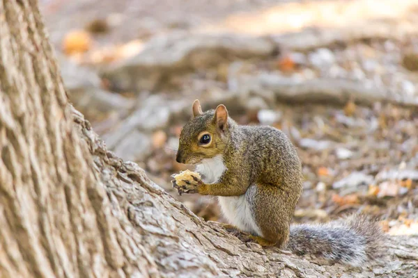 Ein Freundliches Eichhörnchen Einem Stadtpark Sacramento Kalifornien — Stockfoto