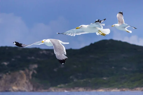 three seagulls search something to eat