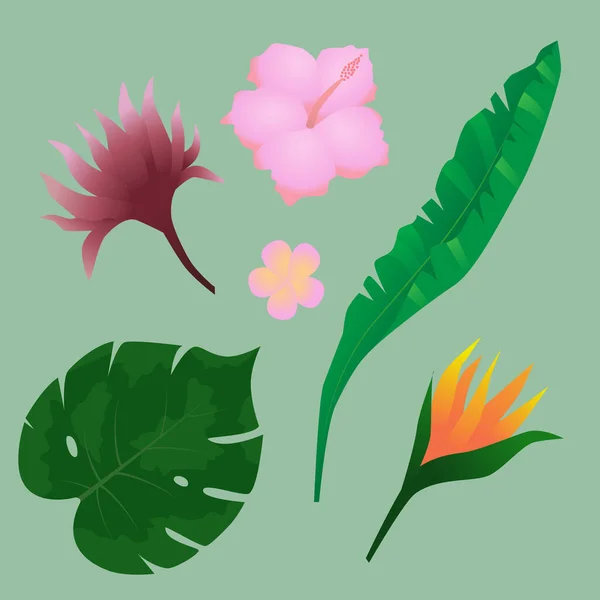 Belles Plantes Tropicales Exotiques Colorées Art Vectoriel — Image vectorielle