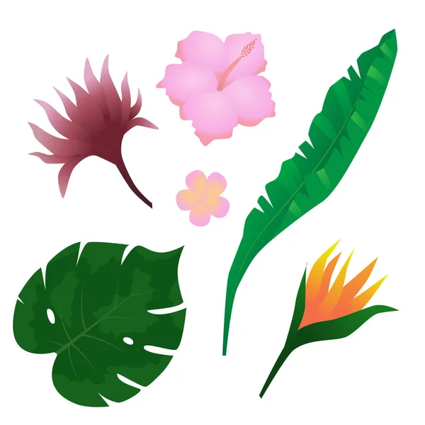 Belles Plantes Tropicales Exotiques Colorées Art Vectoriel — Image vectorielle