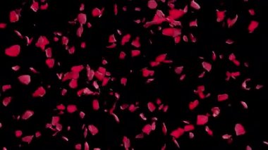 Romantik kırmızı gül yaprakları alfa şeffaflık mat geçiş siyah arka plan ile düşüyor