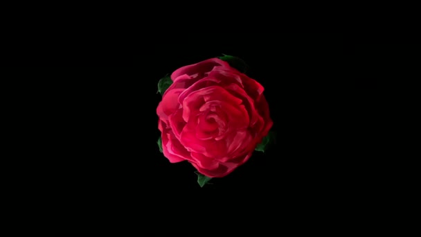 Ανθισμένα Κόκκινα Τριαντάφυλλα Μπουμπούκια Λουλούδι Άλφα Διαφάνεια Matte Φόντο Κορυφή — Αρχείο Βίντεο