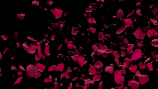 Лепестки Красной Розы Пролетают Стороны Воздухе Прозрачным Матте Альфа Переход — стоковое видео