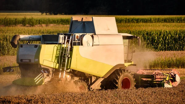 Harvester machine to harvest wheat field working. Combine harvester agriculture machine harvesting ripe wheat field.