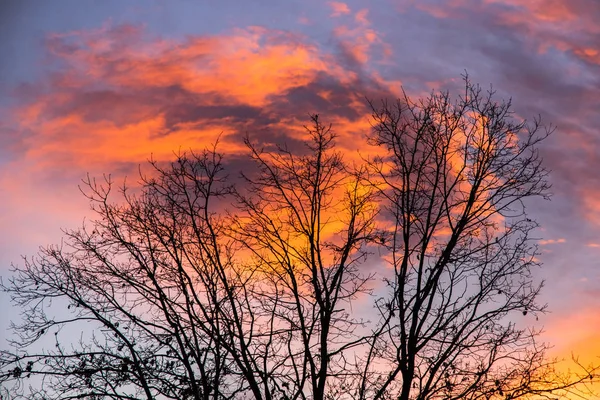 Sonnenuntergang Über Dem Wald Mit Dramatischem Himmel Und Bunten Wolken — Stockfoto